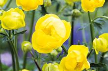 Trollius x cultorum 'Lemon Queen' - all images: Floramedia